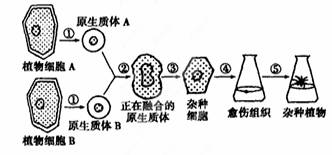 細(xì)胞工程技術(shù)在現(xiàn)代生活中的廣泛應(yīng)用 從植物體細(xì)胞雜交到單克隆抗體