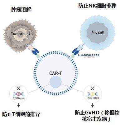 實(shí)體瘤CAR-T的破局者 科濟(jì)藥業(yè)李宗海談全球研發(fā)進(jìn)展、海外布局與下一代技術(shù)
